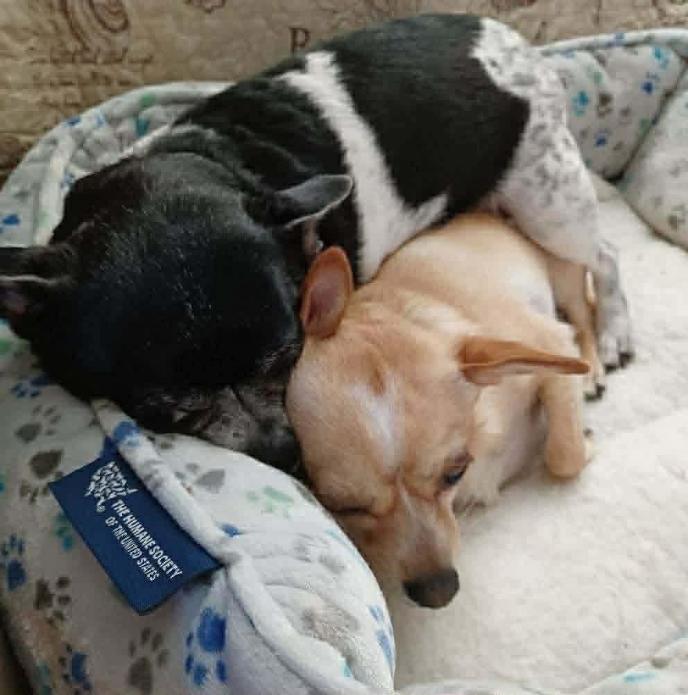 Enlarge Molly & Vivian, a ADOPTABLE Chihuahua in Clovis, CA image 2/5