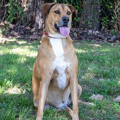 Layla, Adoptable, Senior Female Hound & Mixed Breed.