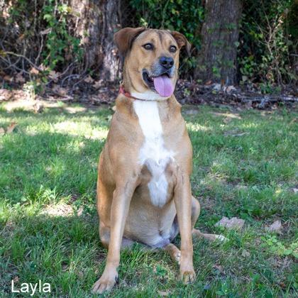Layla, a Adoptable mixed breed in Tyler, TX image 2/4
