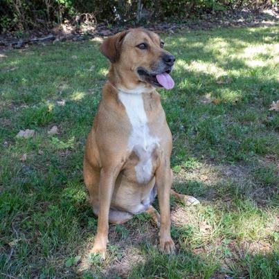 Layla, a Adoptable mixed breed in Tyler, TX image 3/4