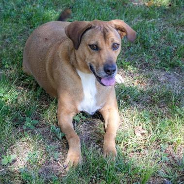 Layla, a Adoptable mixed breed in Tyler, TX image 4/4