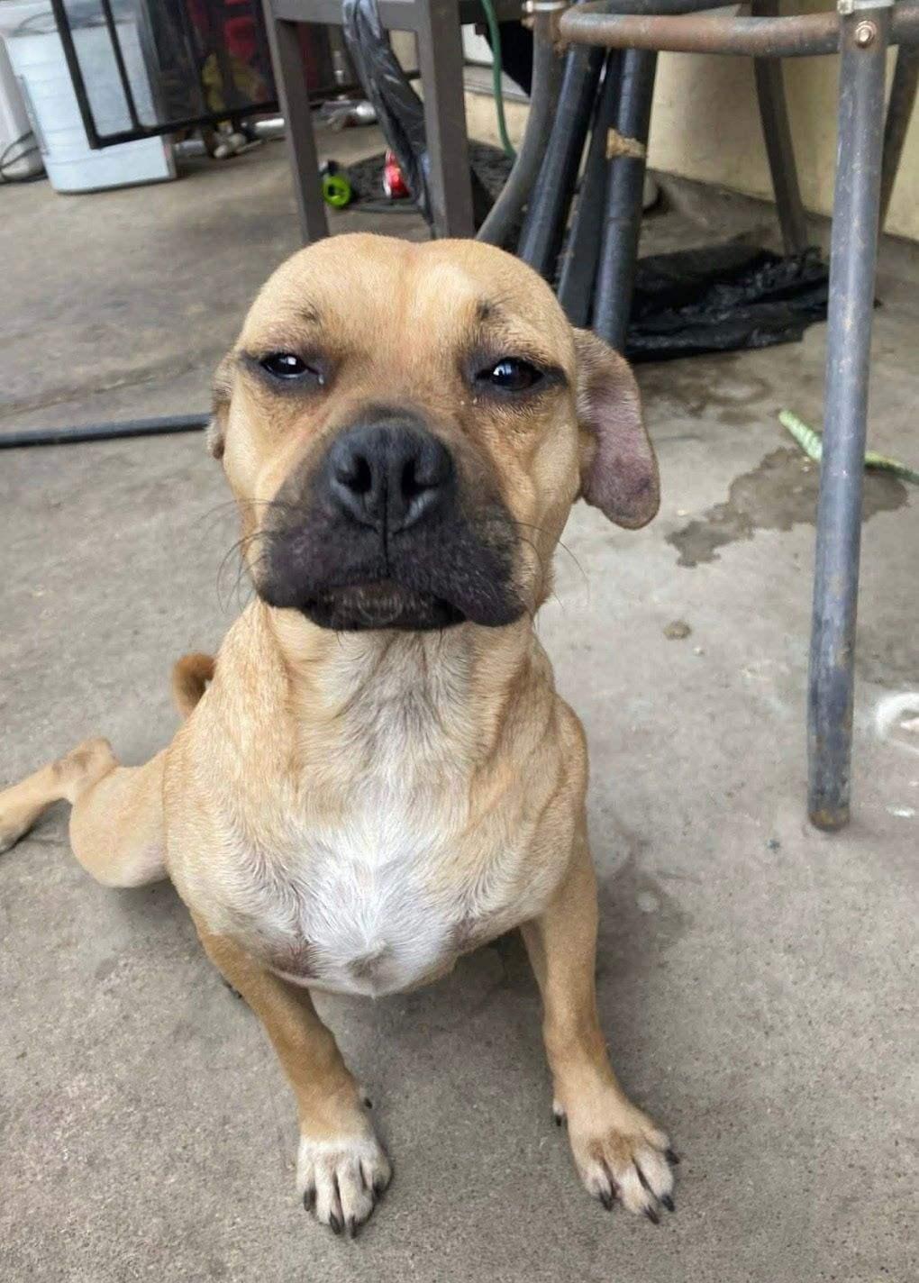 Selena-San Diego, CA, ADOPTABLE, Young Female Boxer & Pug.