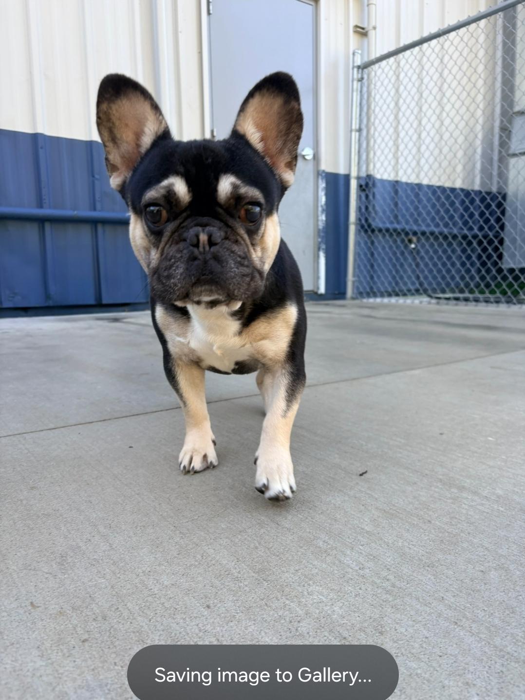 Enlarge Braxton, a Adoptable French Bulldog in Kalamazoo, MI image 2/6