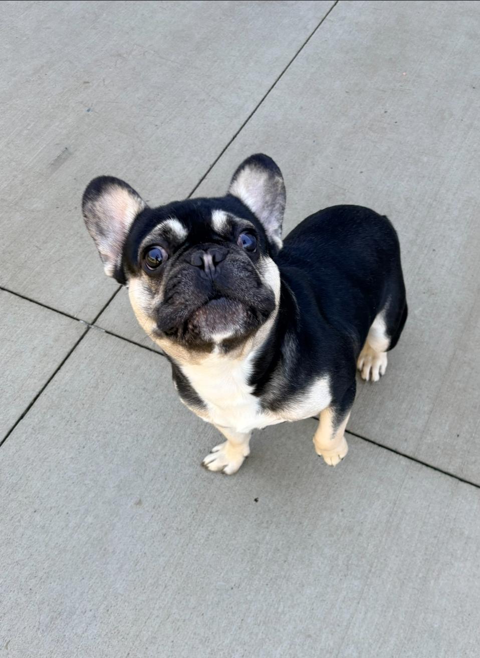 Enlarge Braxton, a Adoptable French Bulldog in Kalamazoo, MI image 3/6