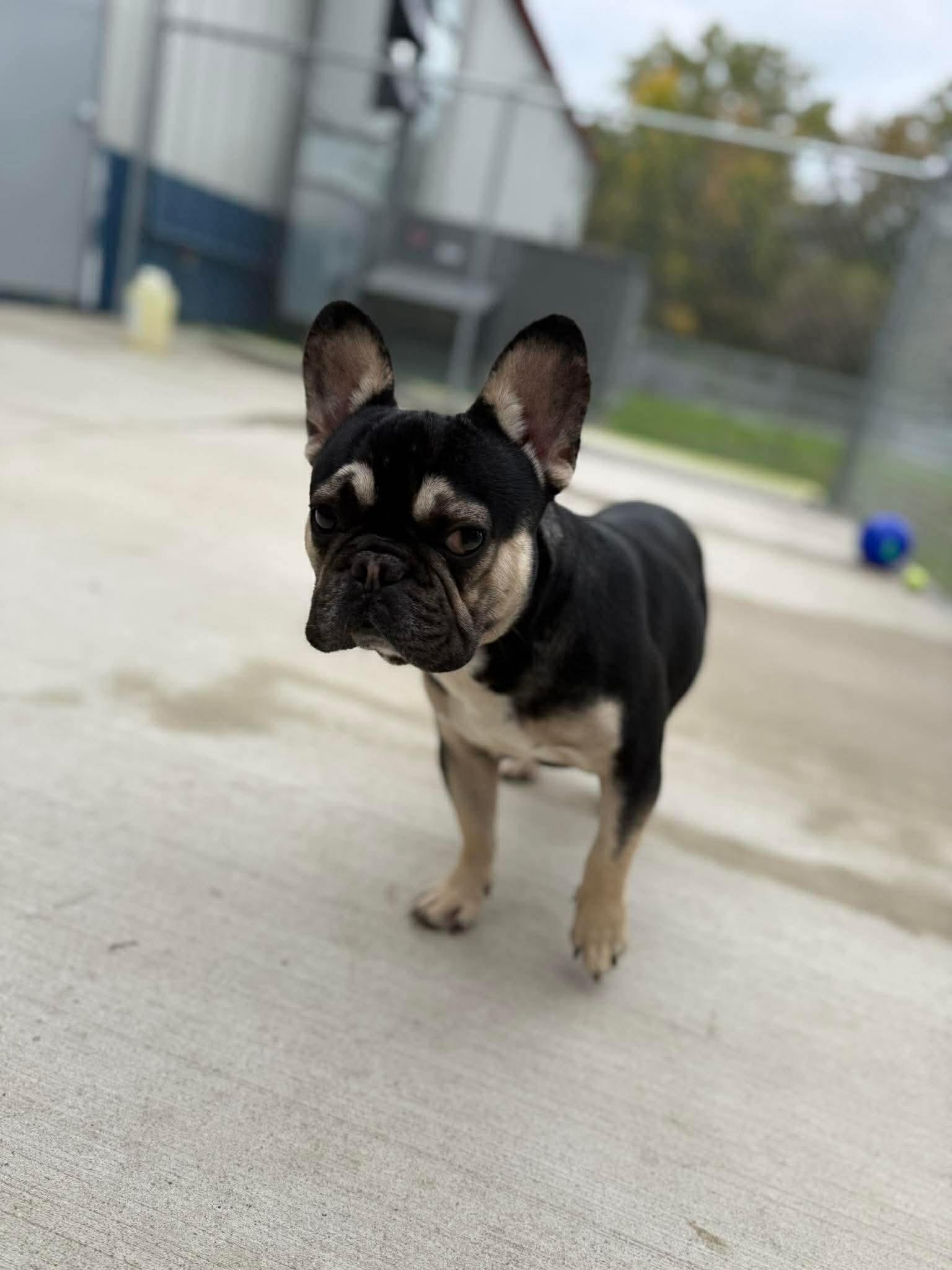 Enlarge Braxton, a Adoptable French Bulldog in Kalamazoo, MI image 5/6