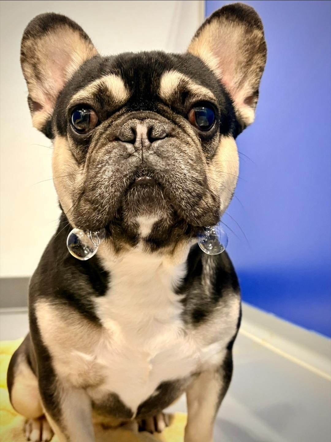 Braxton, Adoptable, Adult Male French Bulldog.