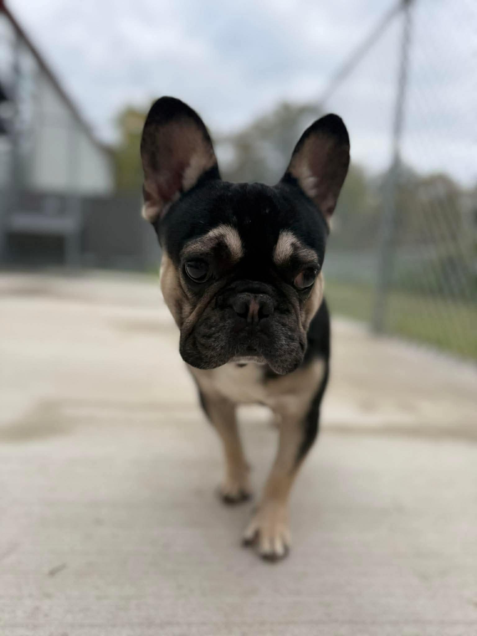Enlarge Braxton, a Adoptable French Bulldog in Kalamazoo, MI image 6/6