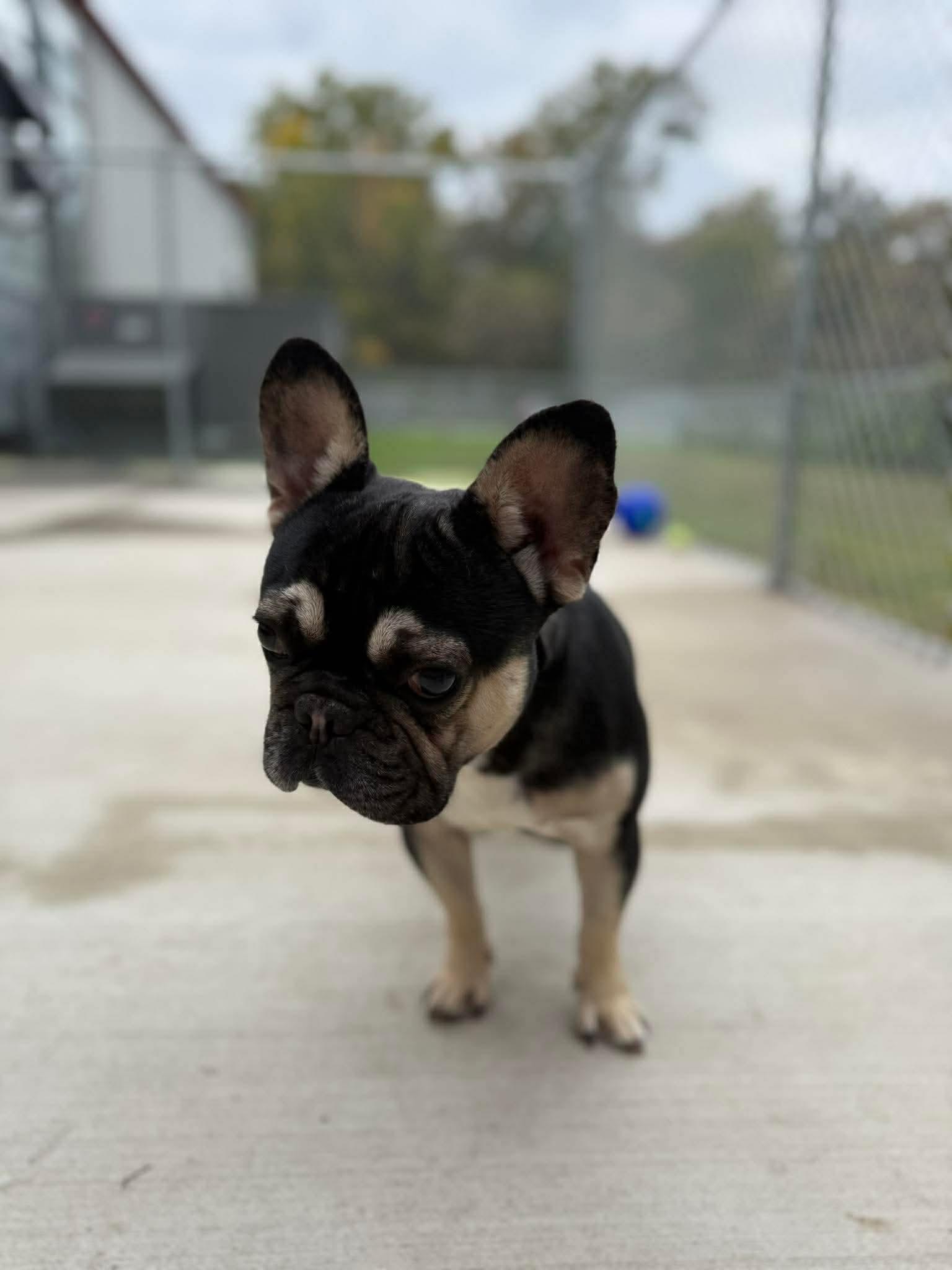 Enlarge Braxton, a Adoptable French Bulldog in Kalamazoo, MI image 4/6
