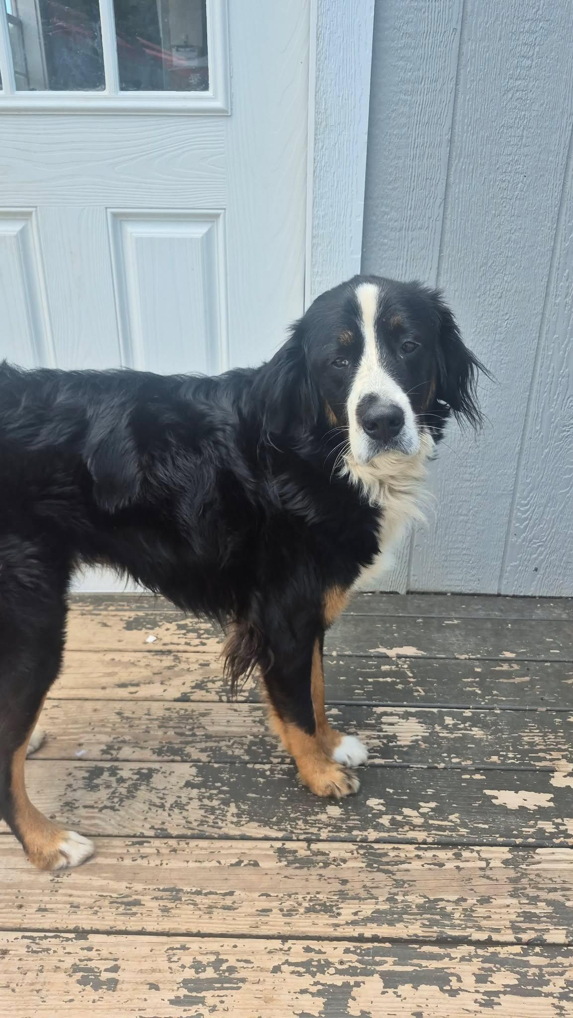 Enlarge Moose, a ADOPTABLE Bernese Mountain Dog in Richmond, KY image 3/4