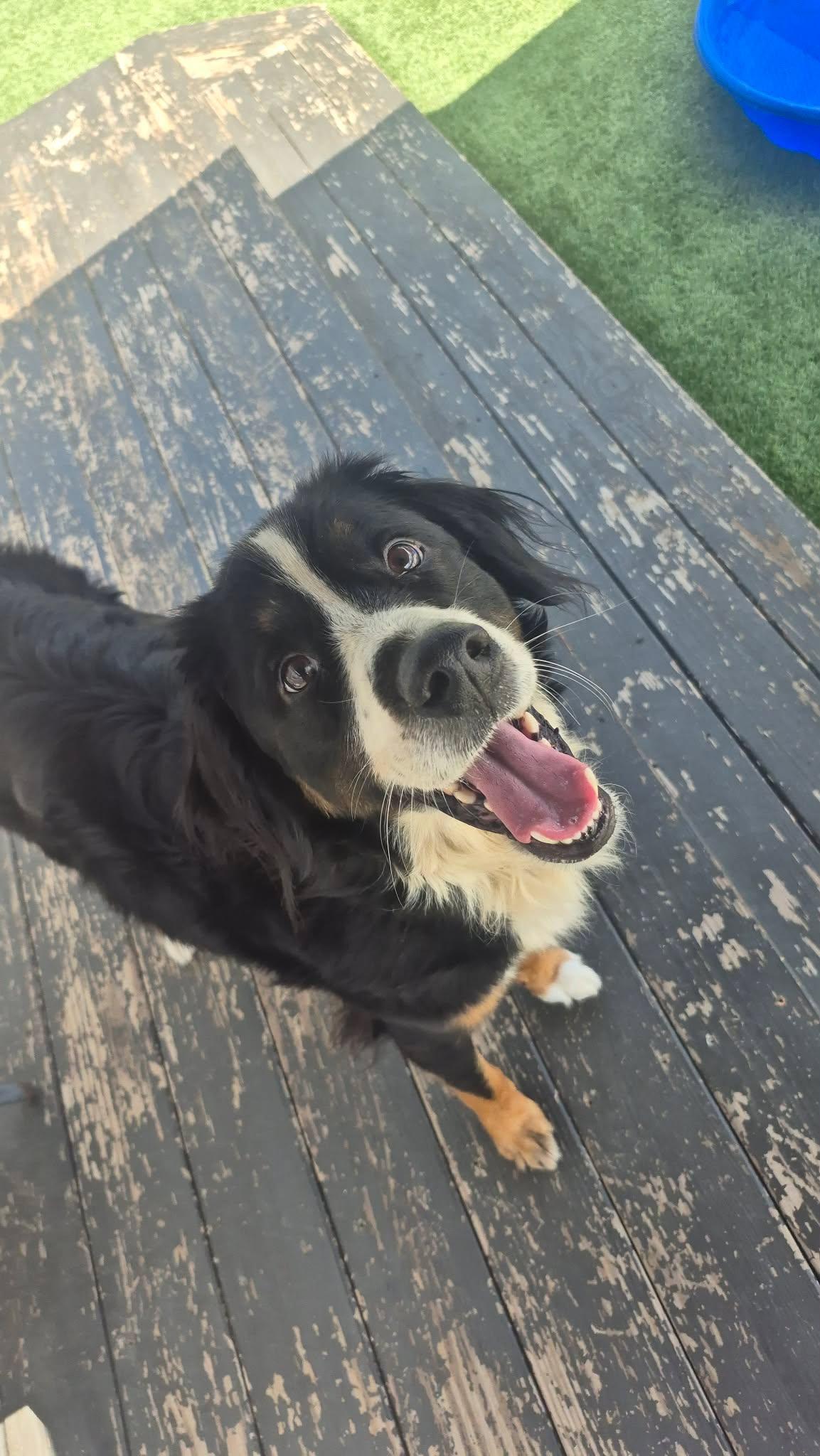 Moose, ADOPTABLE, Young Male Bernese Mountain Dog.