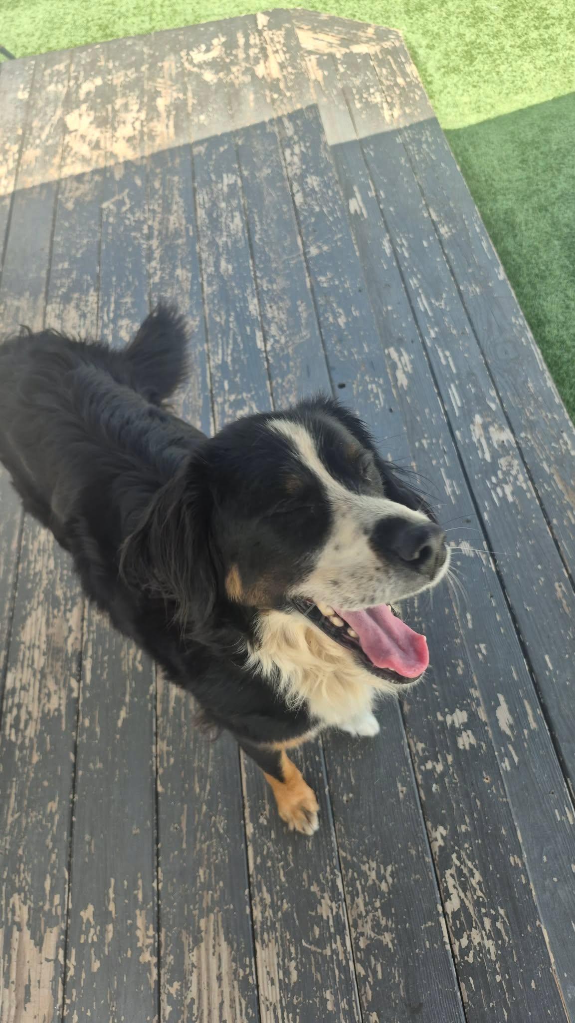 Enlarge Moose, a ADOPTABLE Bernese Mountain Dog in Richmond, KY image 2/4
