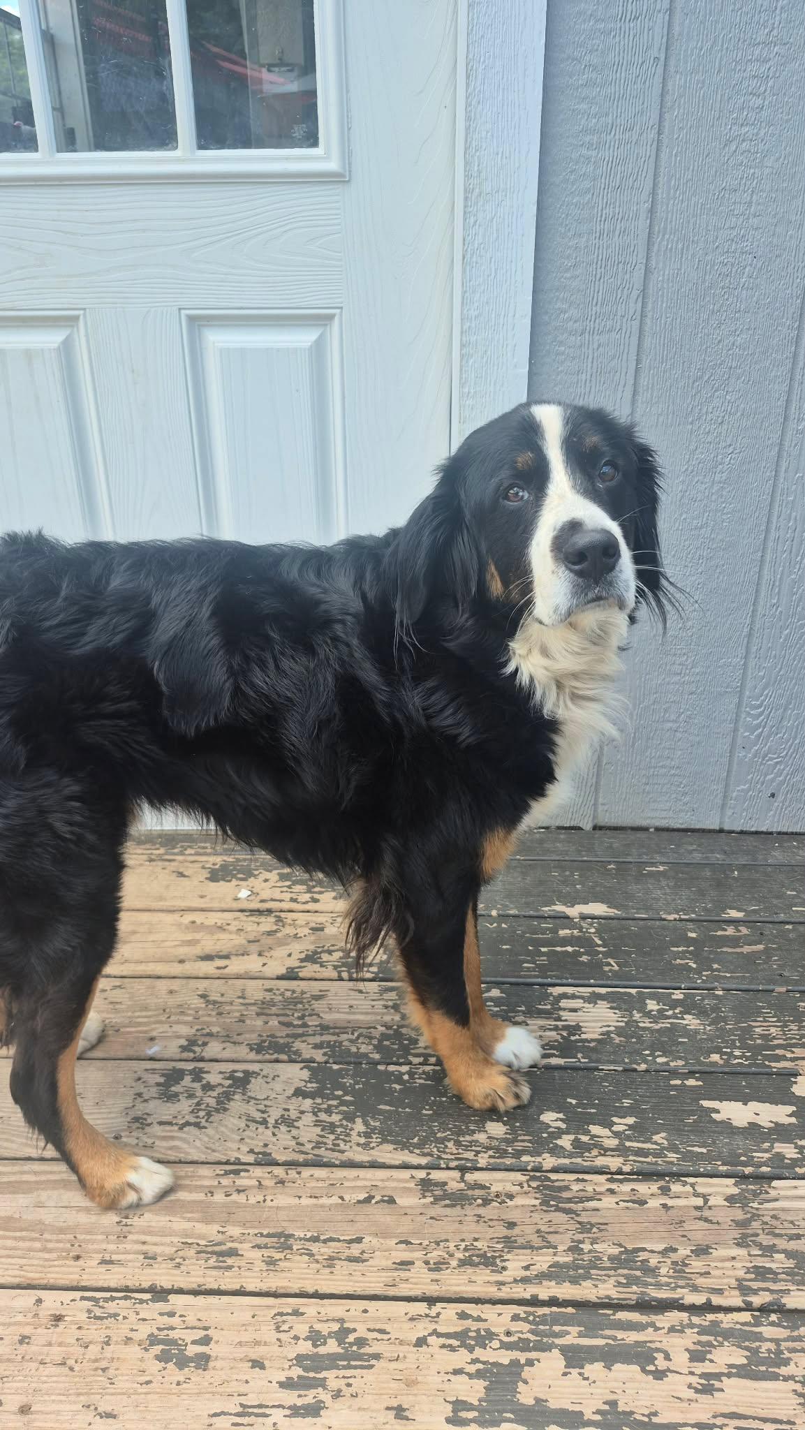 Enlarge Moose, a ADOPTABLE Bernese Mountain Dog in Richmond, KY image 4/4