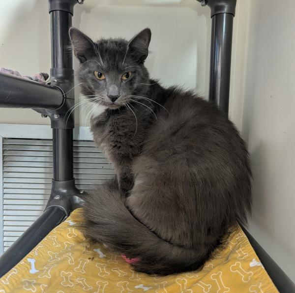 Smokey, Adoptable, Young Male Domestic Short Hair.