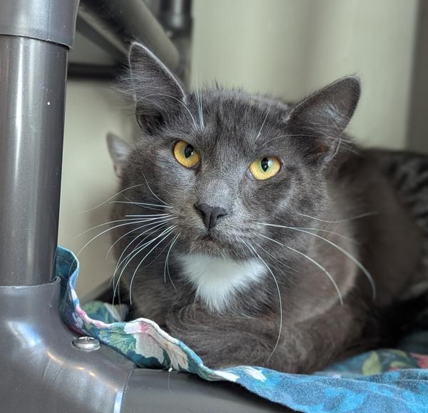 Enlarge Smokey, a Adoptable mixed breed in Santa Rosa, CA image 2/2