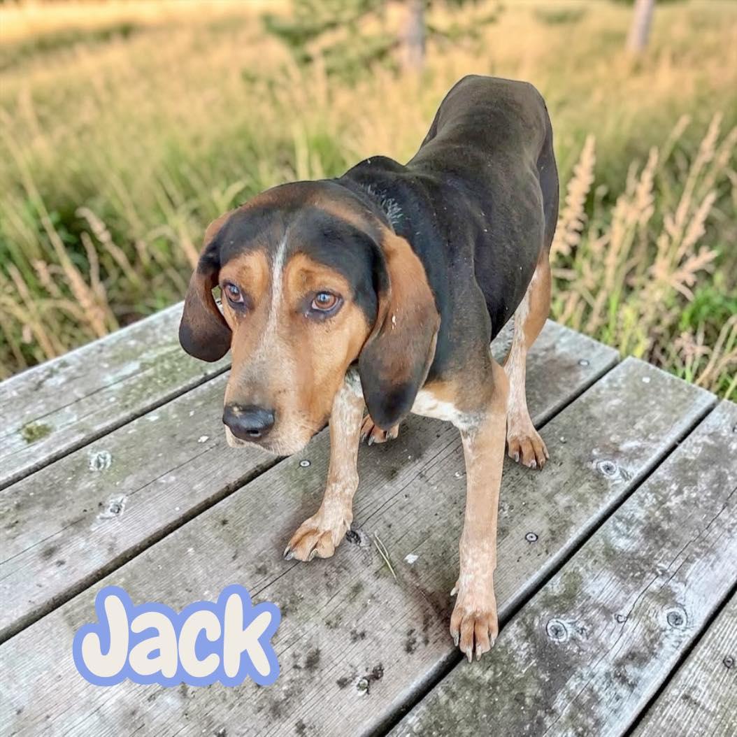 Enlarge Jack - chained for 4 years - deserves to be a pet - lovebug, a Adoptable Treeing Walker Coonhound in Hagerstown, MD image 2/3