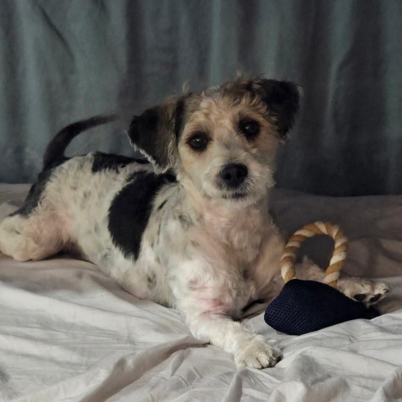 Enlarge Scooby, an adopted mixed breed in San Francisco, CA image 3/4