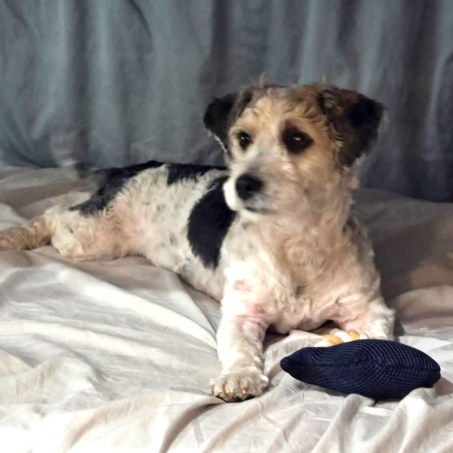 Enlarge Scooby, an adopted mixed breed in San Francisco, CA image 1/4