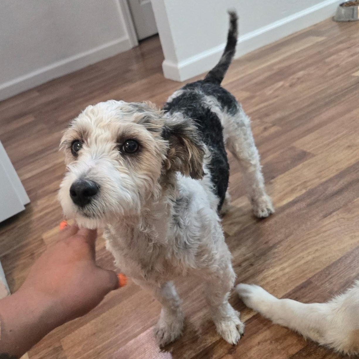 Enlarge Scooby, an adopted mixed breed in San Francisco, CA image 2/4