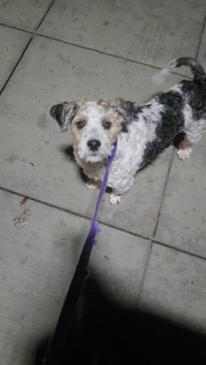 Enlarge Scooby, an adopted mixed breed in San Francisco, CA video 4/4