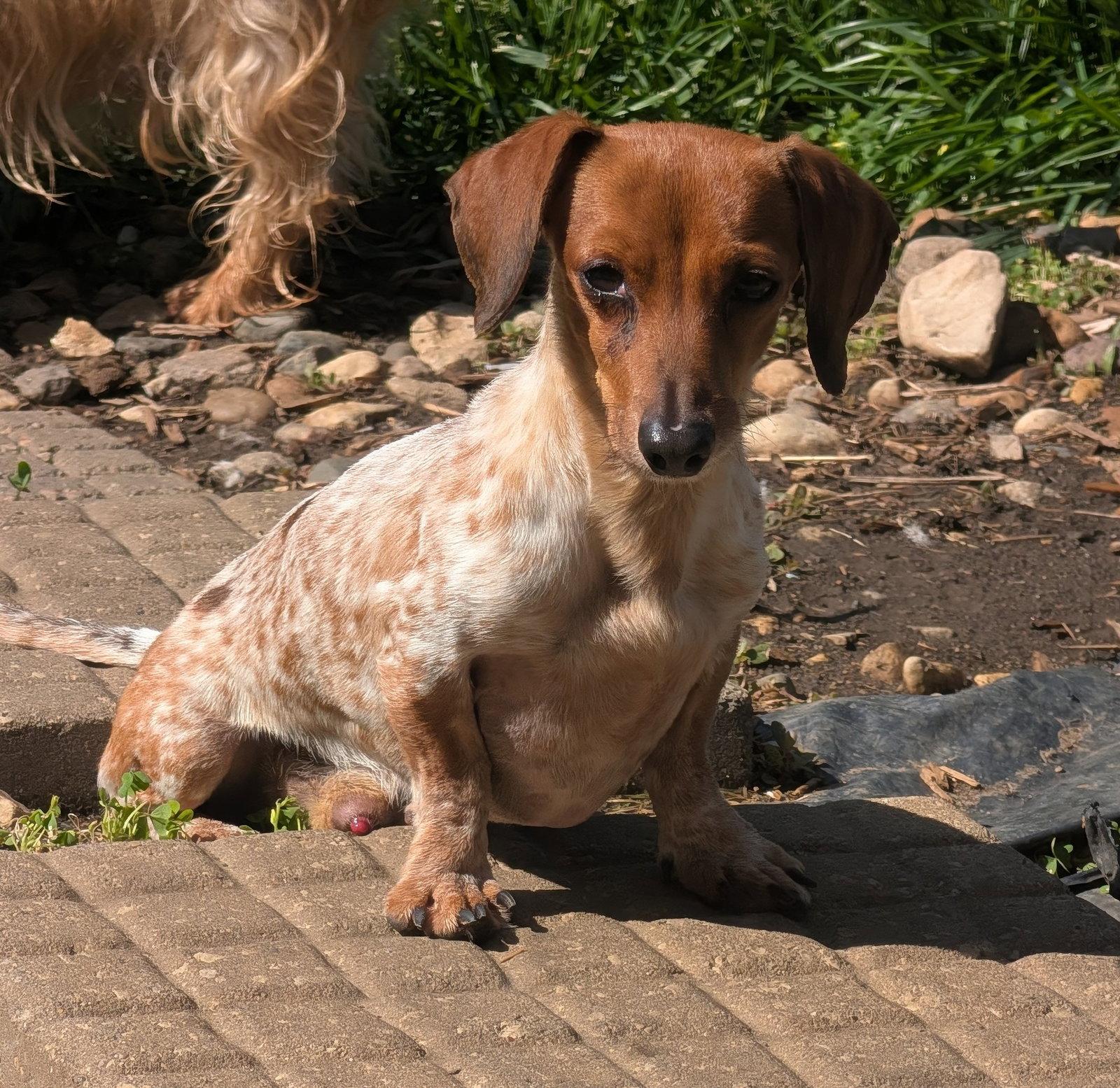 Splash, Adoptable, Adult Male Dachshund.