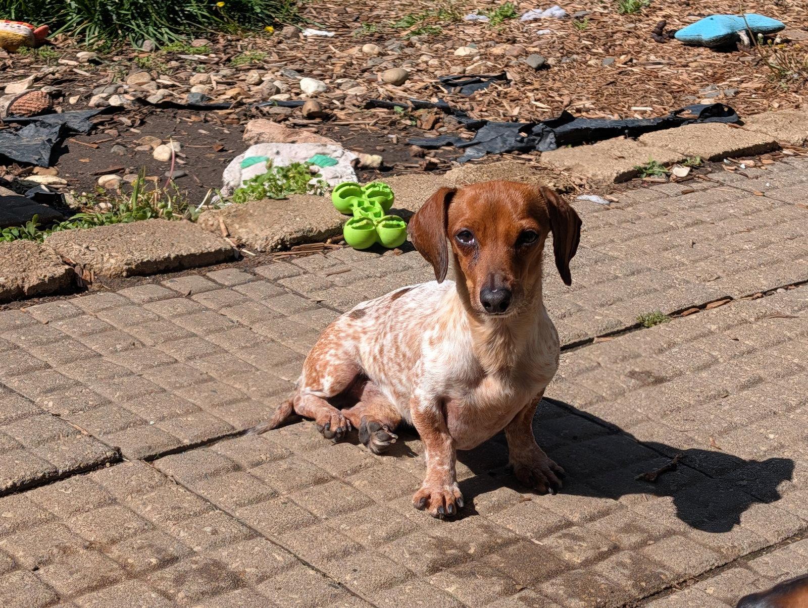 Splash, a Adoptable Dachshund in Sioux Falls, SD image 2/3