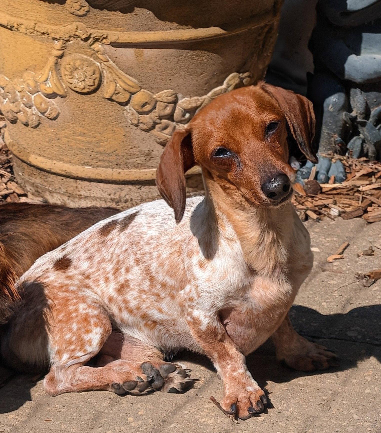 Splash, a Adoptable Dachshund in Sioux Falls, SD image 3/3