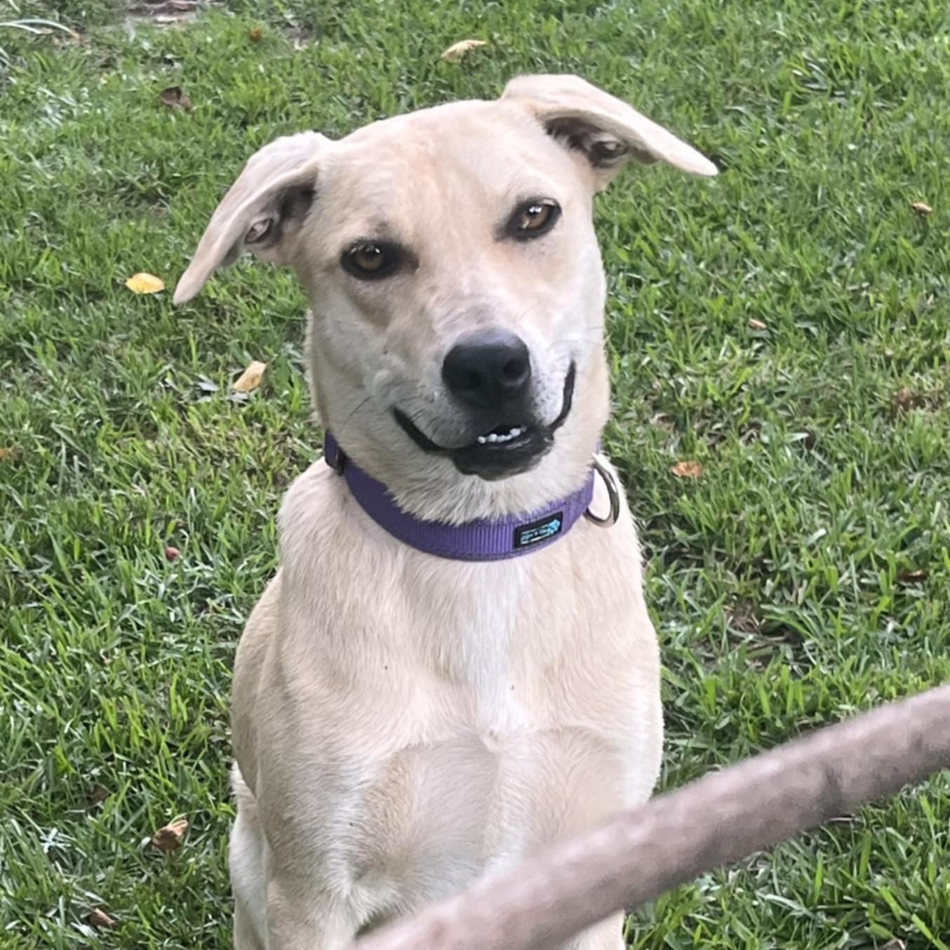 Tigress, an adoptable Black Mouth Cur, Feist in Brewton, AL, 36426 | Photo Image 2