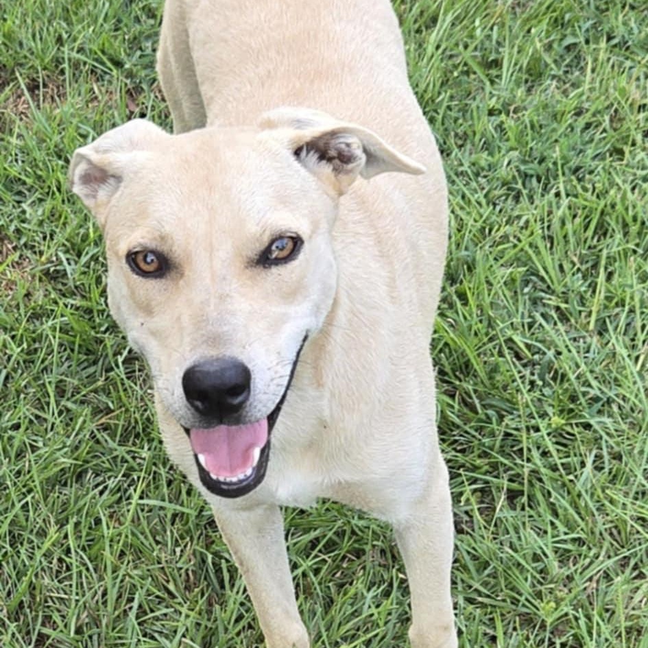 Tigress, an adoptable Black Mouth Cur, Feist in Brewton, AL, 36426 | Photo Image 1