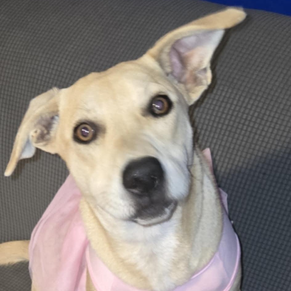 Tigress, an adoptable Black Mouth Cur, Feist in Brewton, AL, 36426 | Photo Image 5