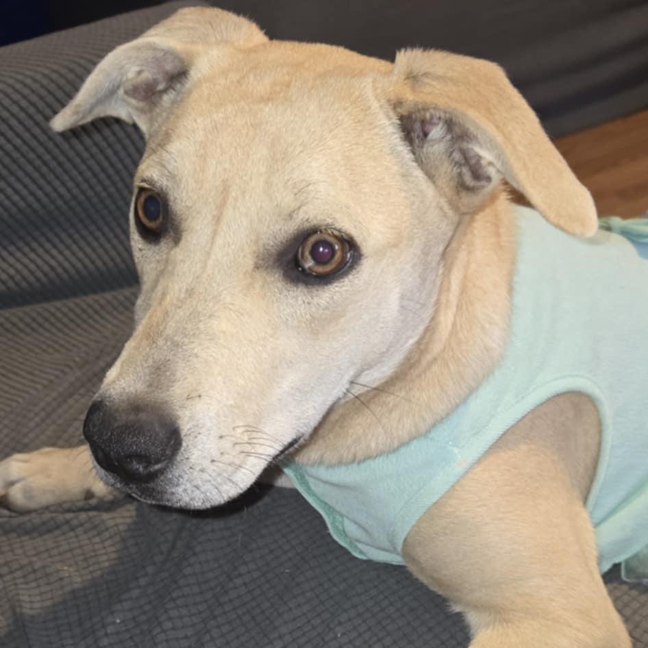 Tigress, an adoptable Black Mouth Cur, Feist in Brewton, AL, 36426 | Photo Image 4