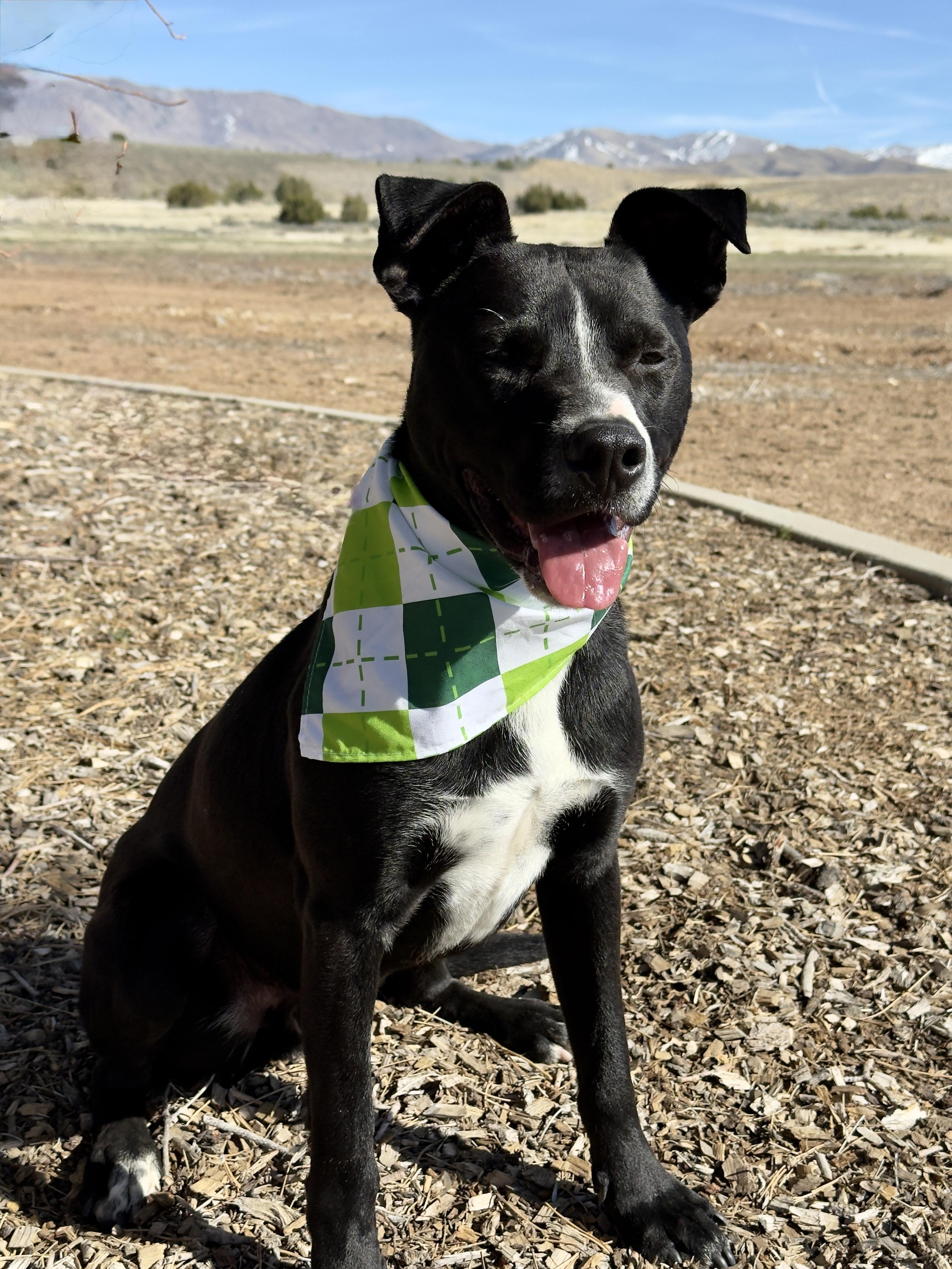 Enlarge Frollo, a ADOPTABLE mixed breed in Gardnerville, NV image 1/1