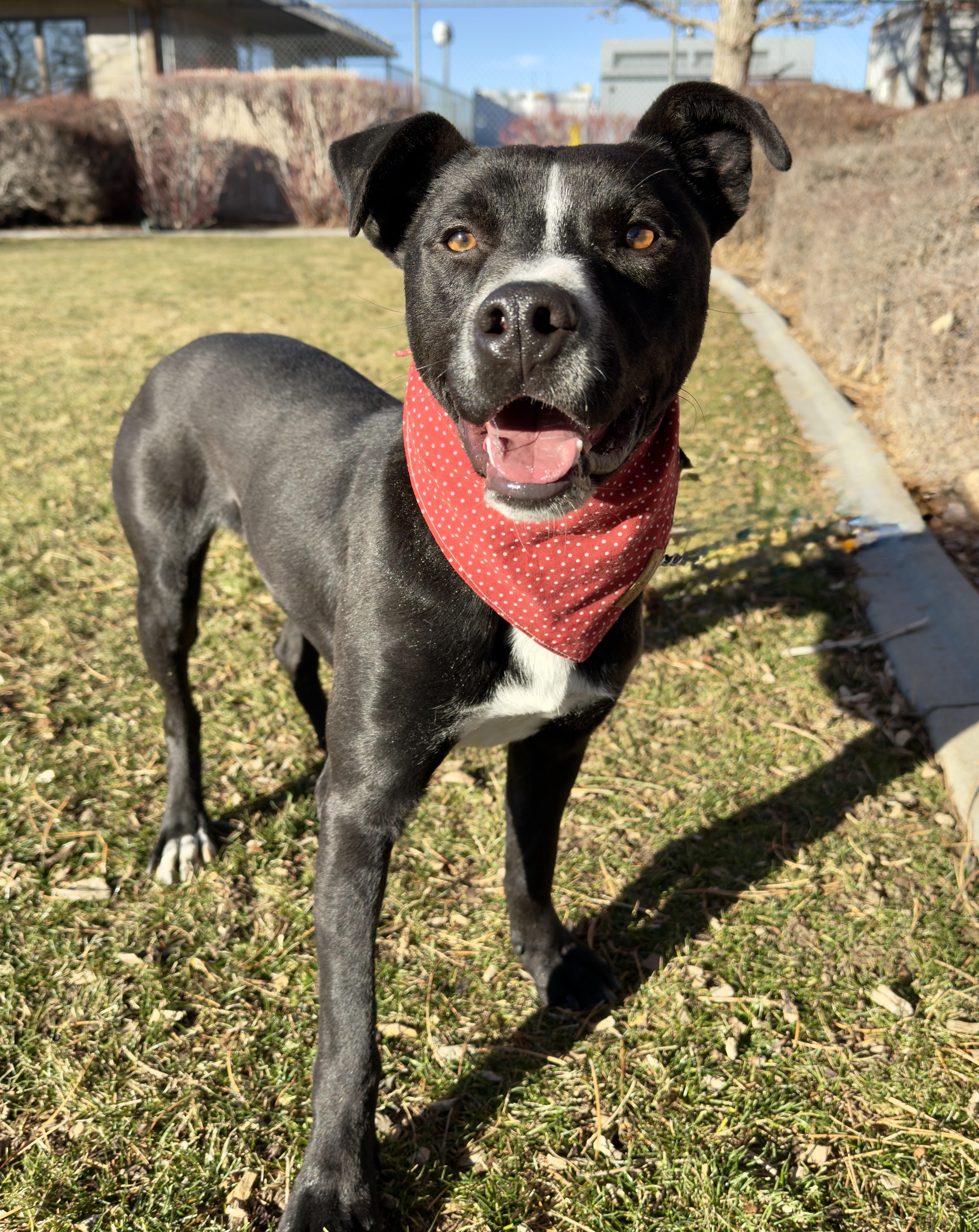 Frollo, ADOPTABLE, Adult Male Pit Bull Terrier.