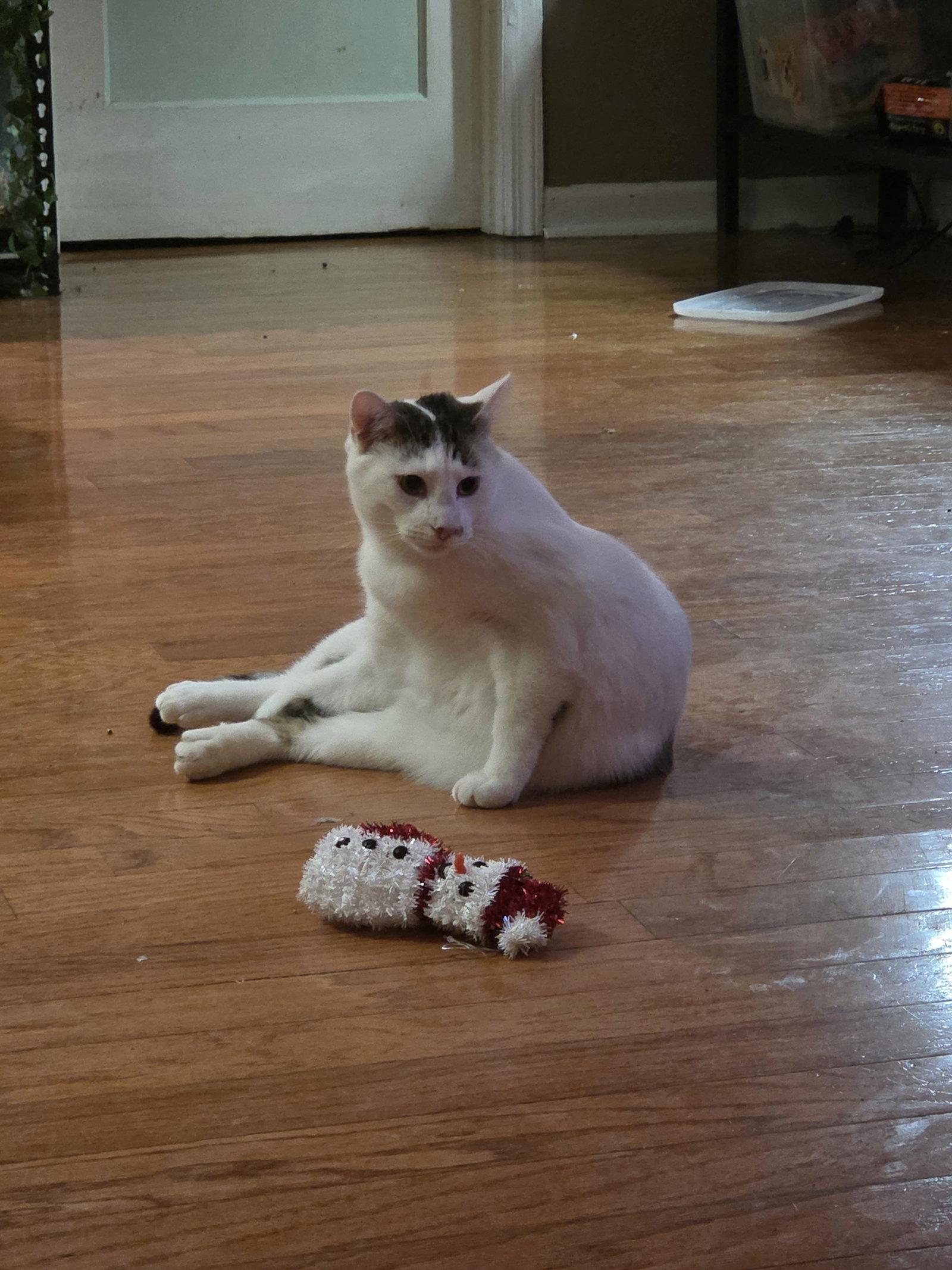 Enlarge Biscotti, a Adoptable Domestic Short Hair in St. Ann, MO image 1/1