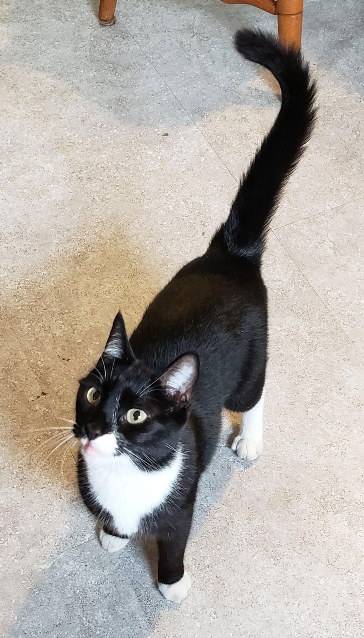 Enlarge Aran, a Adoptable Domestic Short Hair in Westminster, MD image 1/3