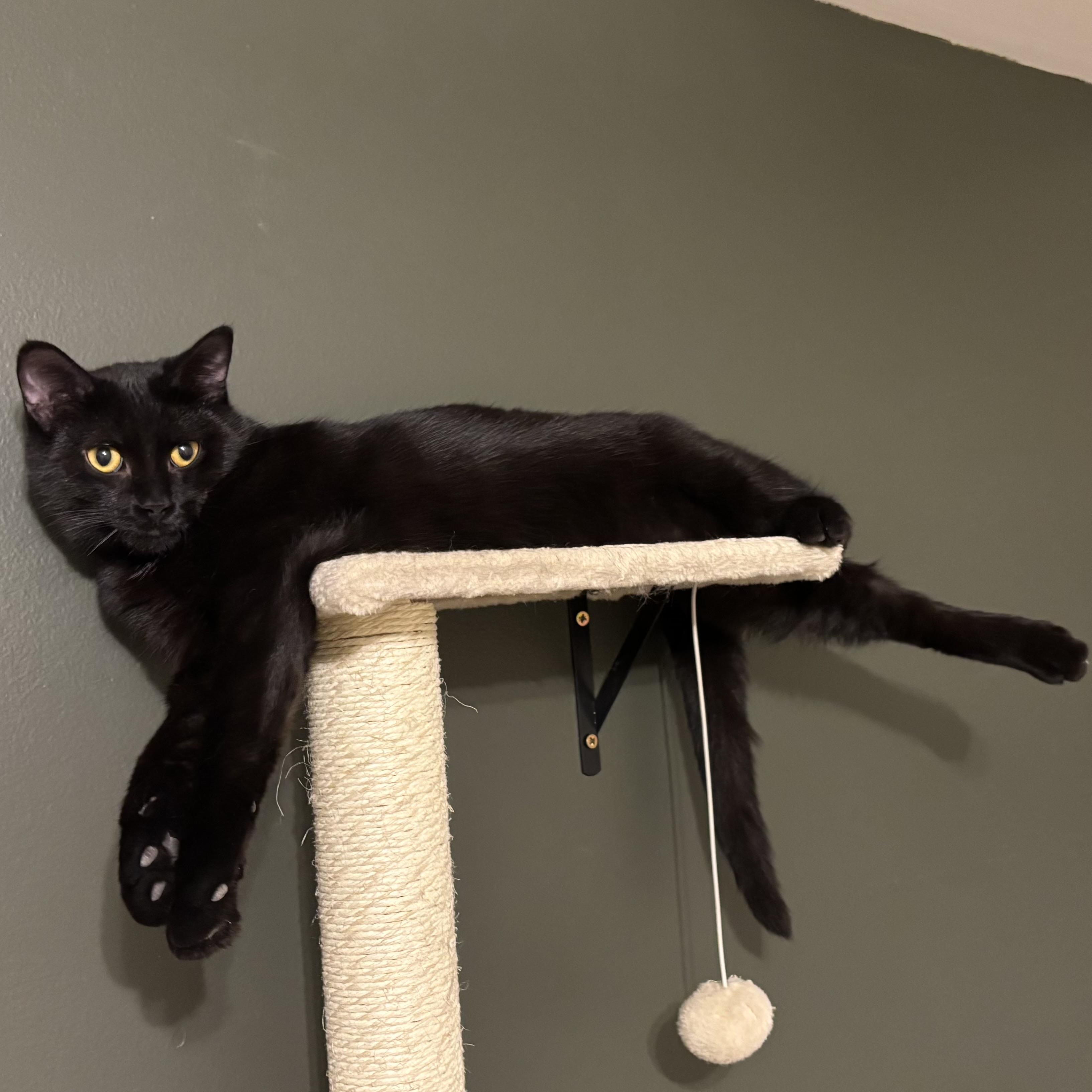 Enlarge Georgia, a Adoptable Domestic Short Hair in Pickering, ON image 1/3