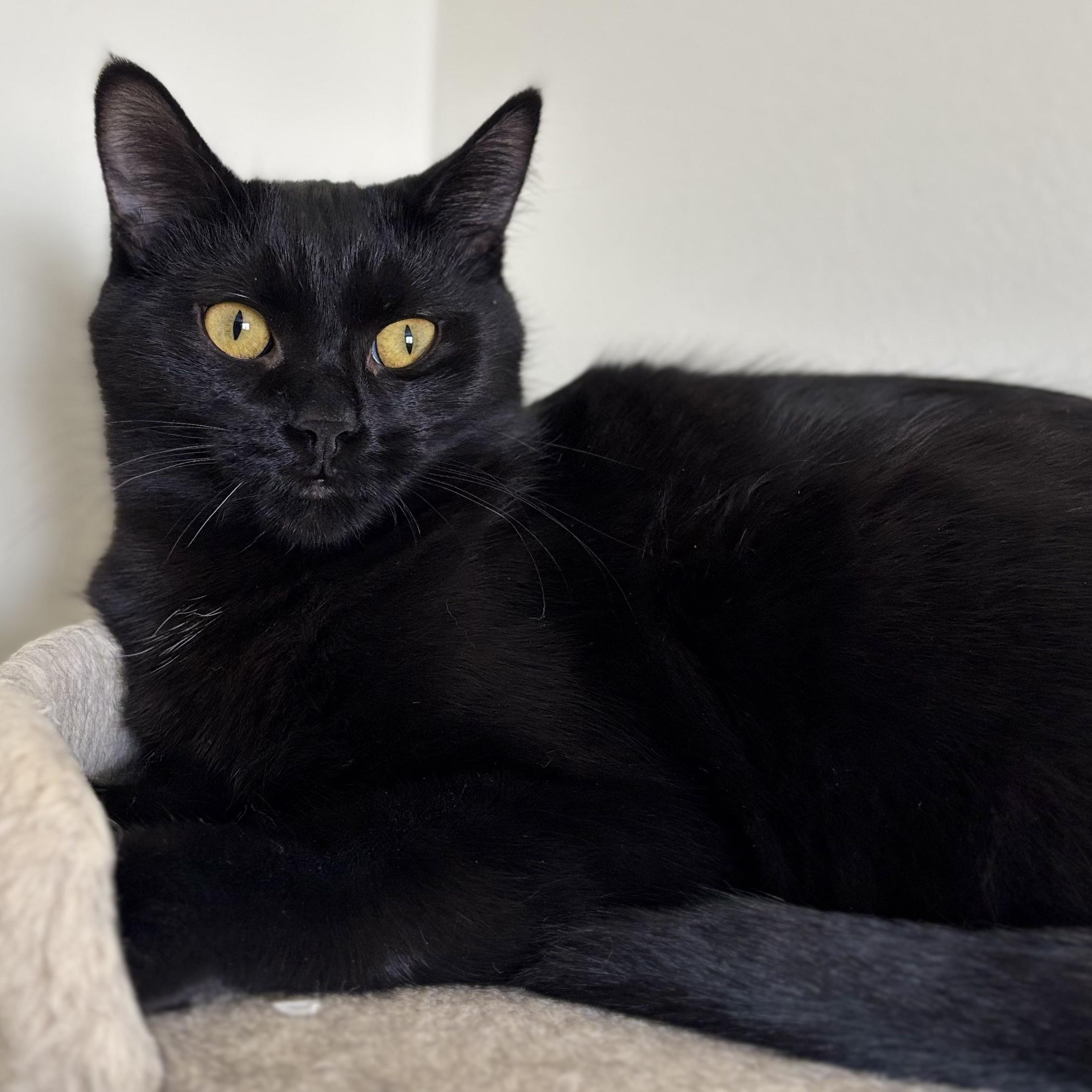 Enlarge Georgia, a Adoptable Domestic Short Hair in Pickering, ON image 2/3