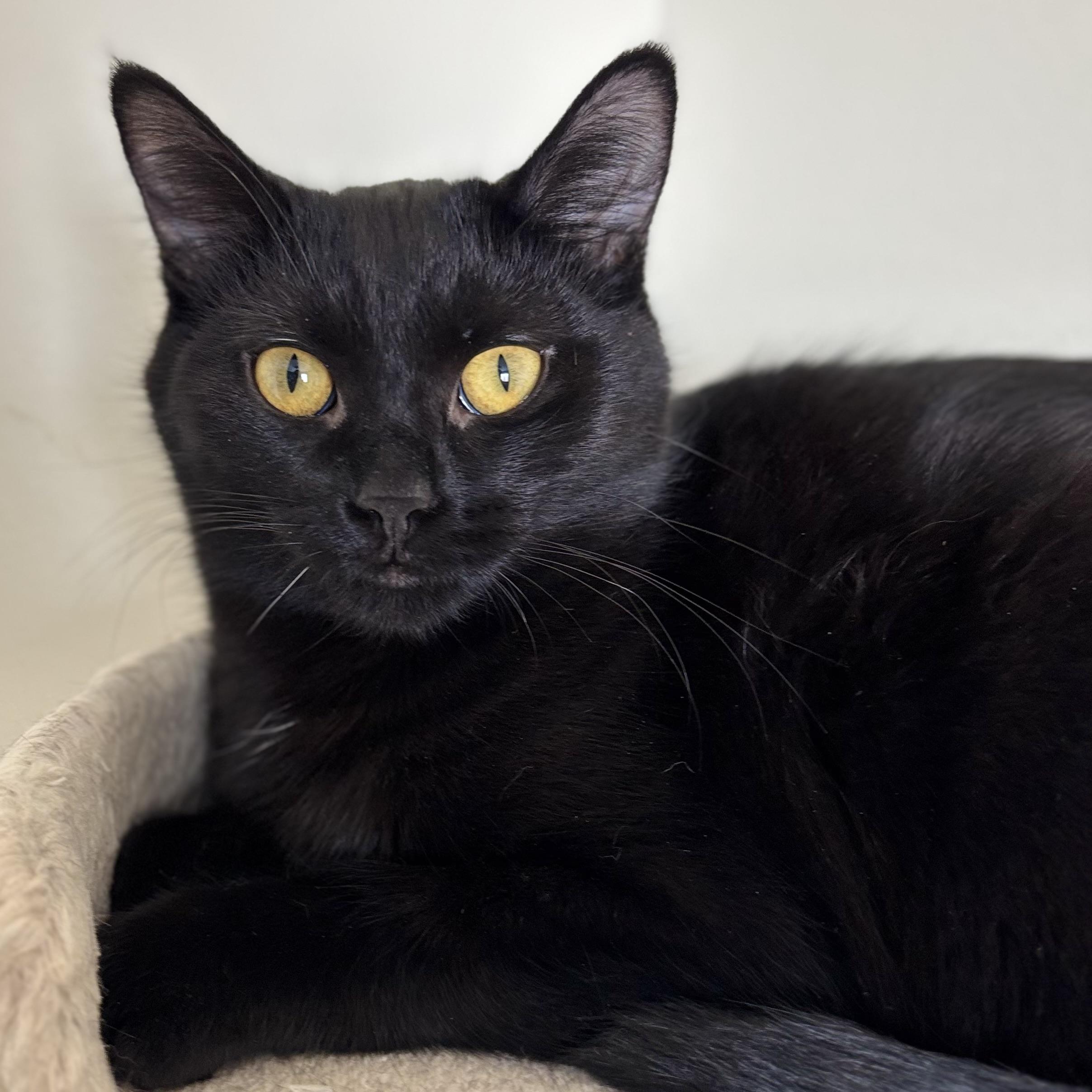 Enlarge Georgia, a Adoptable Domestic Short Hair in Pickering, ON image 3/3