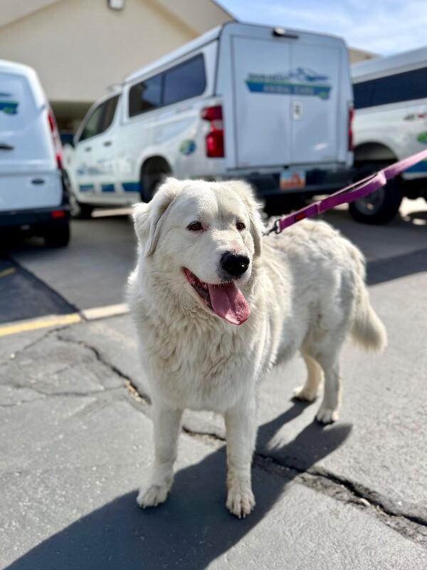 Alie, Adoptable, Adult Female Great Pyrenees.