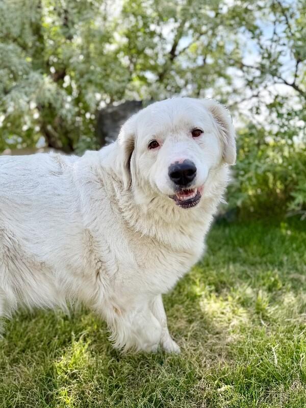 Alie, a Adoptable Great Pyrenees in Fruit Heights, UT image 2/6