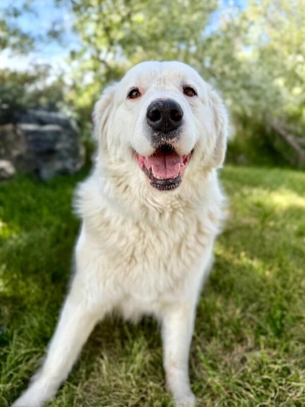 Alie, a Adoptable Great Pyrenees in Fruit Heights, UT image 3/6