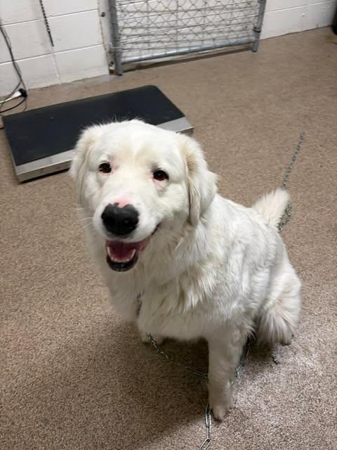 Alie, a Adoptable Great Pyrenees in Fruit Heights, UT image 4/6