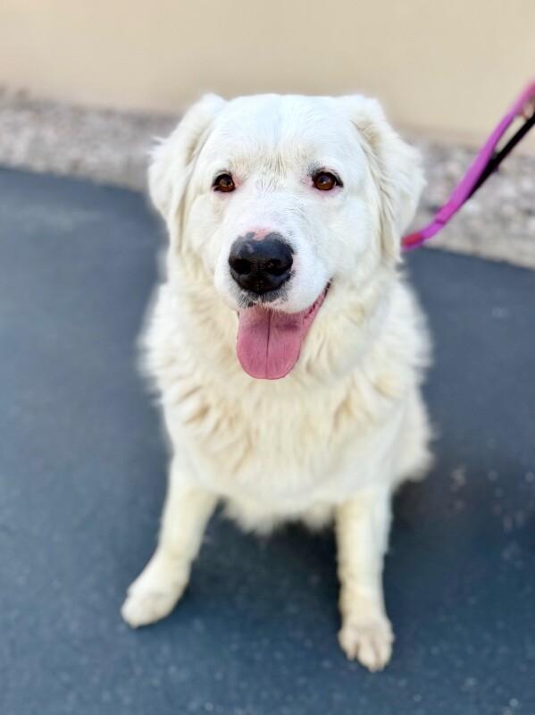 Alie, a Adoptable Great Pyrenees in Fruit Heights, UT image 5/6