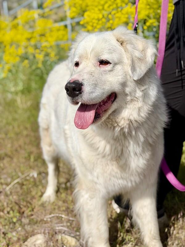 Alie, a Adoptable Great Pyrenees in Fruit Heights, UT image 6/6