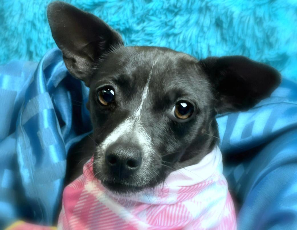 Dori - tiny, shy and looking for a special human to love me