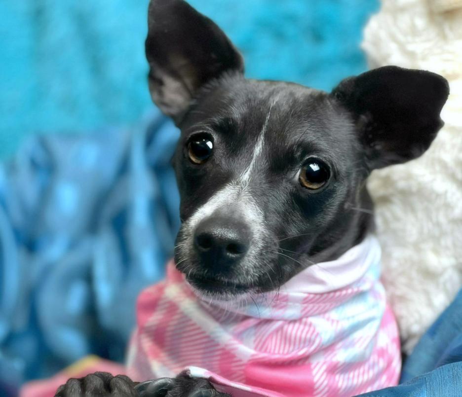 Dori - tiny, shy and looking for a special human to love me