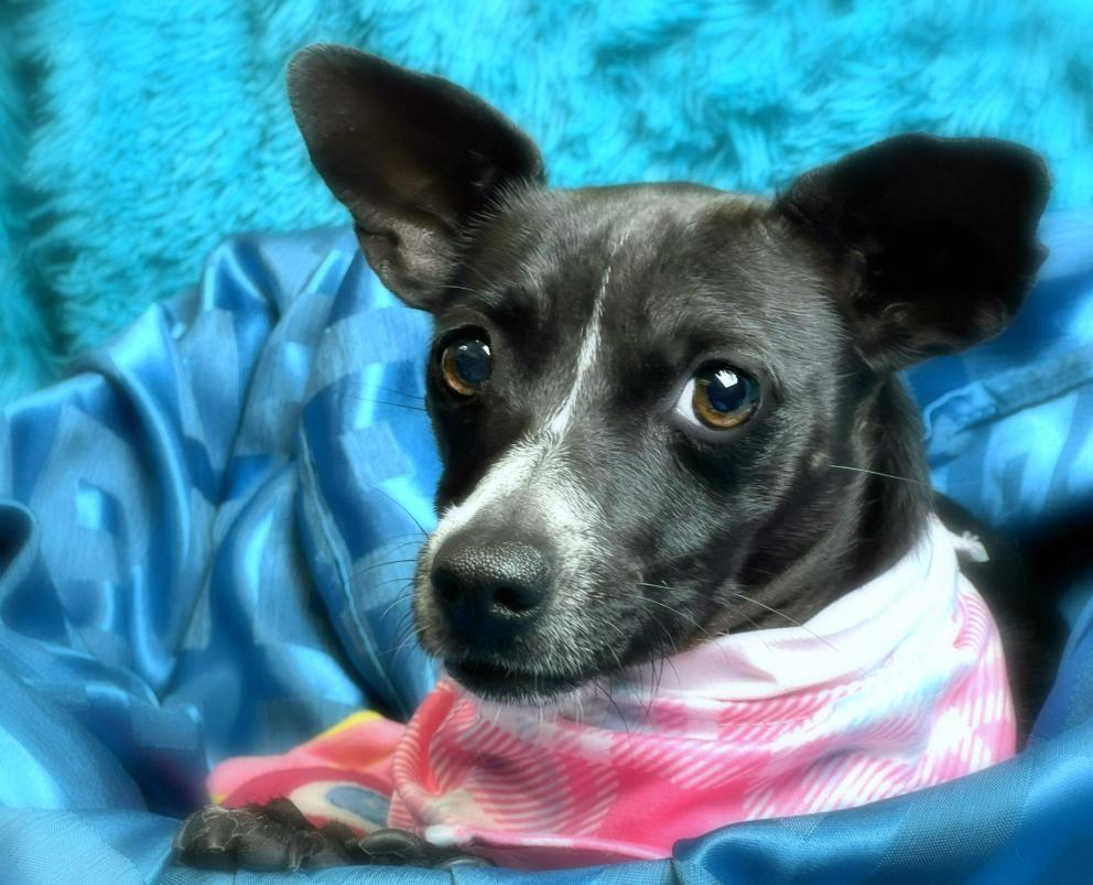 Dori - tiny, shy and looking for a special human to love me