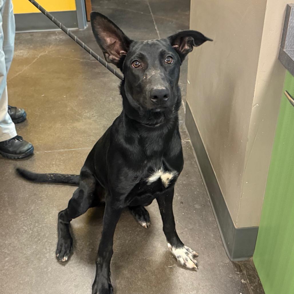 Luigi, Adoptable, Young Male Black Labrador Retriever.