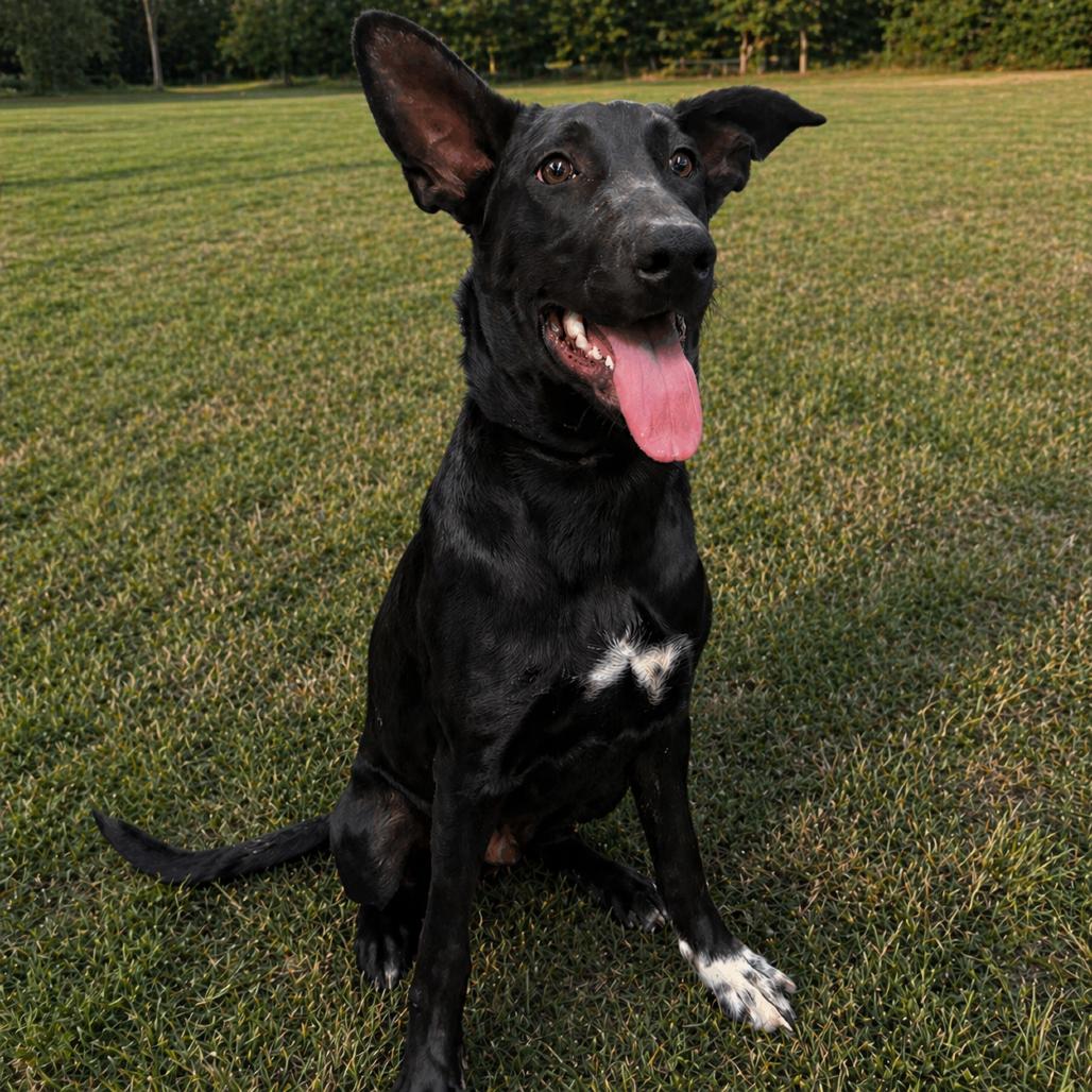 Enlarge Luigi, a Adoptable Black Labrador Retriever in Norman, OK image 2/5