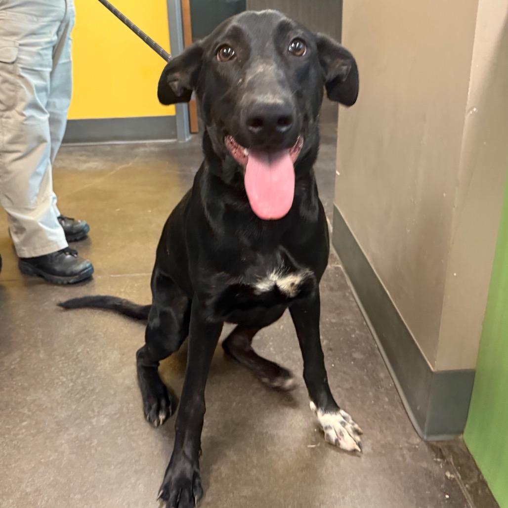 Enlarge Luigi, a Adoptable Black Labrador Retriever in Norman, OK image 3/5