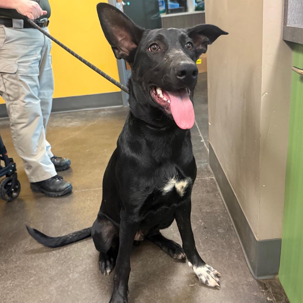 Enlarge Luigi, a Adoptable Black Labrador Retriever in Norman, OK image 4/5